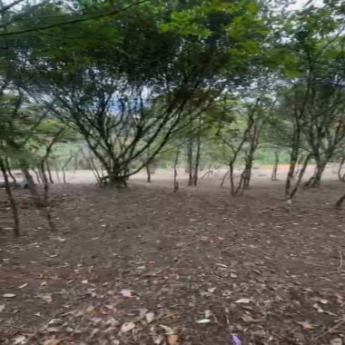 Chácara 1.500m² em Tijucas – Oportunidade Incrível!